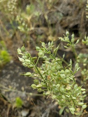 Alyssum hirsutum