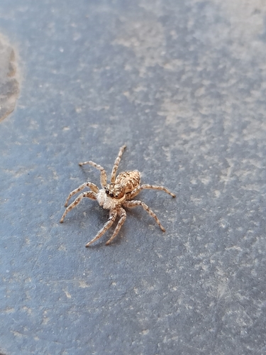 Half-edged Wall Jumping Spider, 00120 Cdad. del Vaticano, photo 7 of 10
