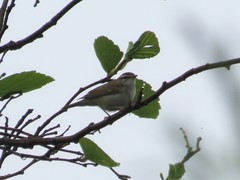 Phylloscopus tenellipes
