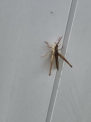 Mermiria intertexta