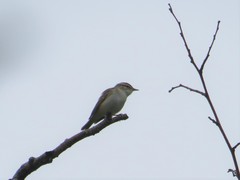 Phylloscopus tenellipes