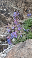 Penstemon aridus