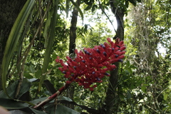 Aechmea miniata