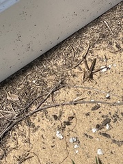 Mermiria intertexta