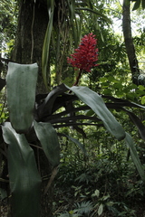 Aechmea miniata