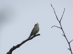 Phylloscopus tenellipes