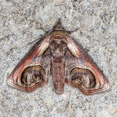 Paectes oculatrix