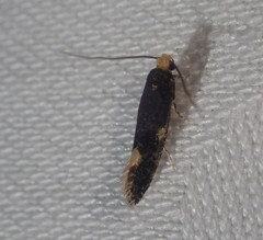 Monopis weaverella