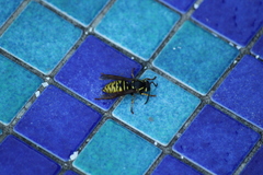 Vespula infernalis