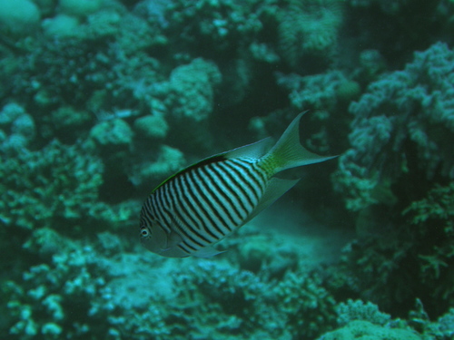 Genicanthus caudovittatus