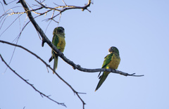 Eupsittula cactorum