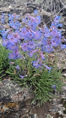 Penstemon aridus