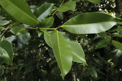 Calophyllum brasiliense