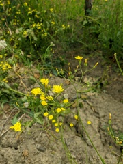 Crepis ramosissima