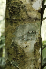 Calophyllum brasiliense