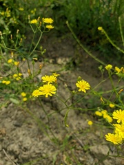 Crepis ramosissima