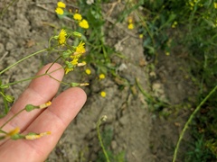 Crepis ramosissima