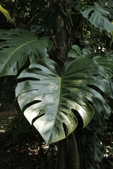 Monstera tacanaensis