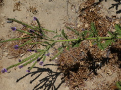 Verbena lasiostachys