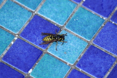 Vespula infernalis