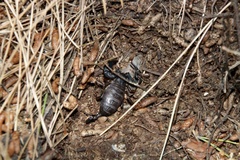Euscorpius italicus