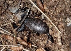 Euscorpius italicus