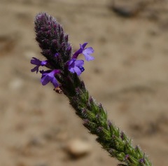 Verbena lasiostachys