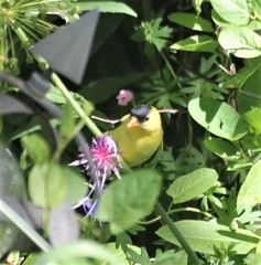 Spinus tristis