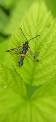 Synanthedon culiciformis