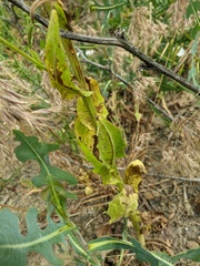 Crepis pulchra