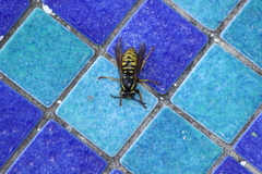 Vespula infernalis