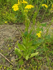 Crepis pulchra