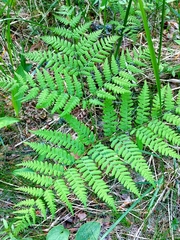 Pteridium pinetorum