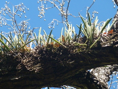Brassavola