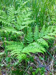 Pteridium pinetorum