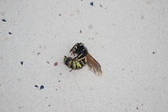 Vespula infernalis