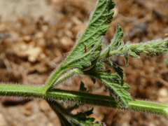 Verbena lasiostachys