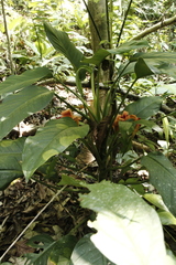 Dieffenbachia longispatha