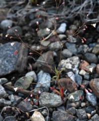 Eriogonum spergulinum
