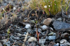 Eriogonum spergulinum