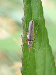 Lycocerus gressitti