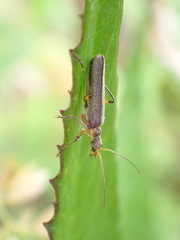 Lycocerus gressitti