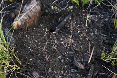 Eriogonum spergulinum