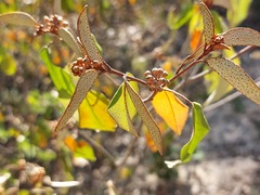 Croton pseudopulchellus