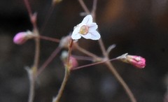 Eriogonum spergulinum
