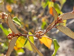 Croton pseudopulchellus