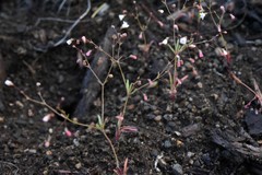 Eriogonum spergulinum