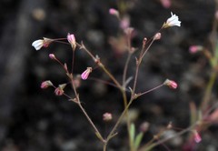 Eriogonum spergulinum