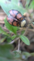 Ogdoecosta biannularis