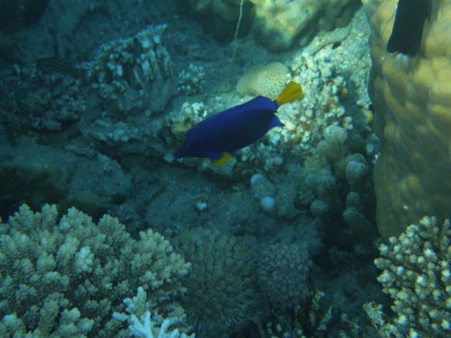 Zebrasoma xanthurum